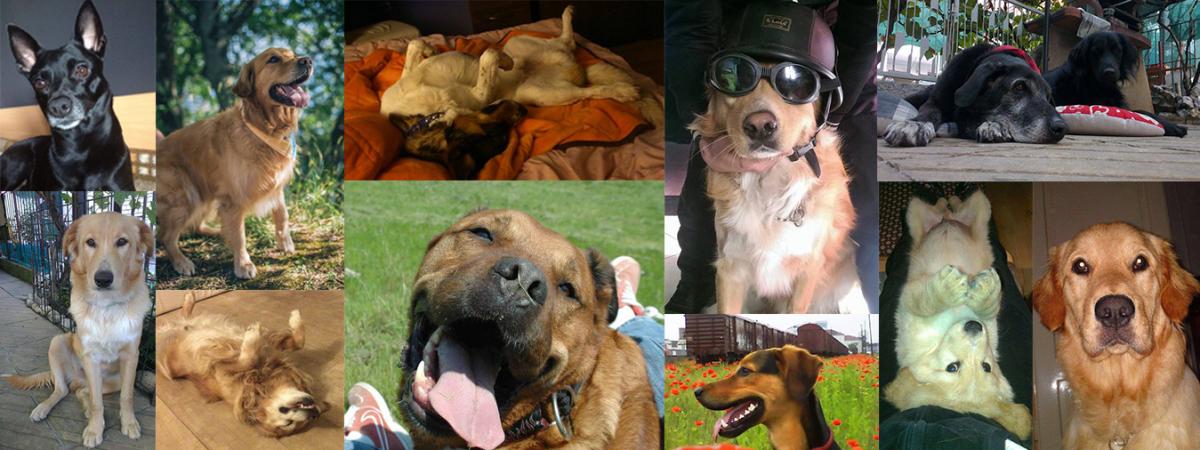 Dog Blood Donation